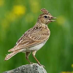 Oriental Skylark